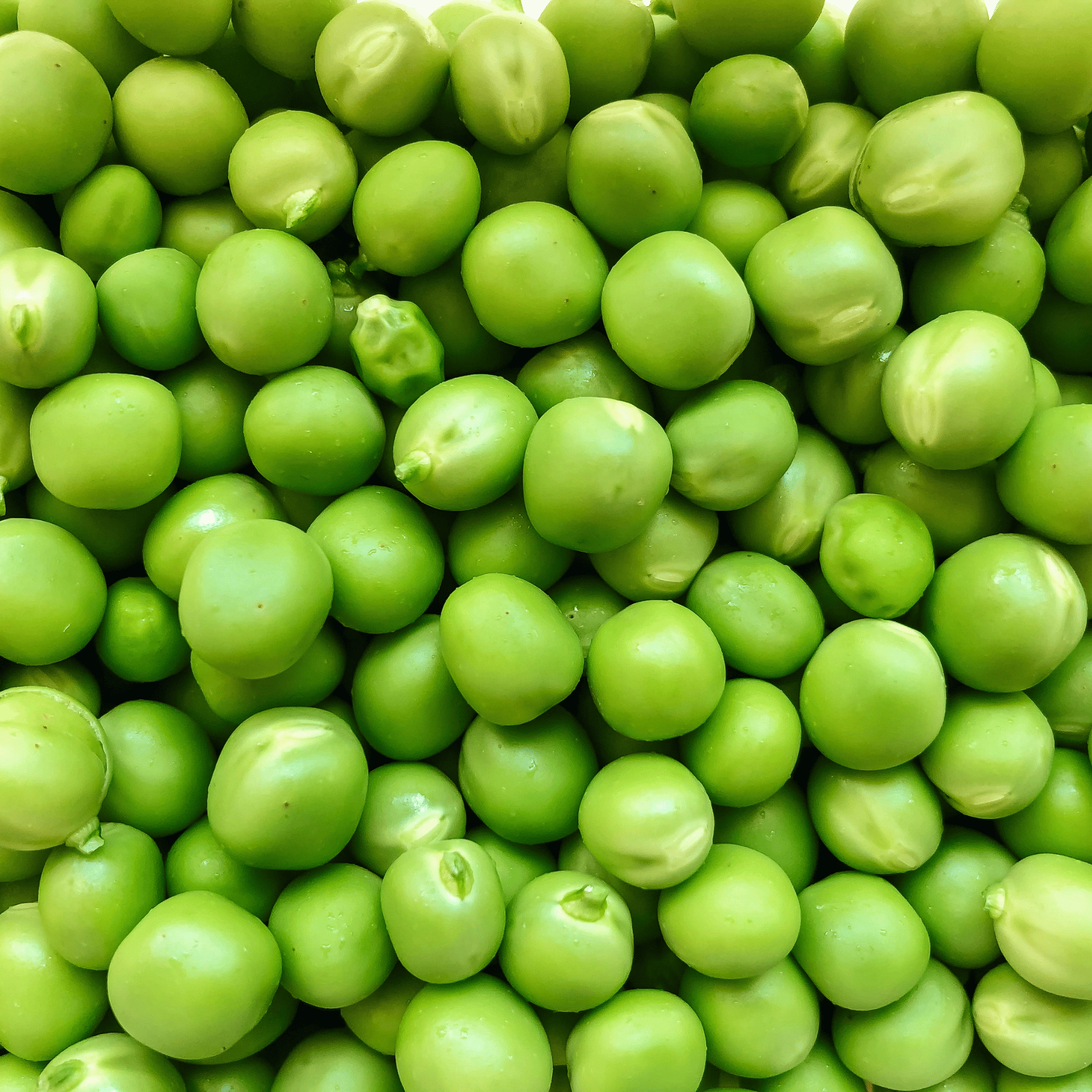 Organic Pea Protein isolate protein gummies